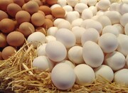 تخم مرغ ۳۰ درصد کمتر از نرخ مصوب عرضه می‌شود
