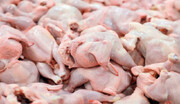 برای ساماندهی بازار گوشت باید زنجیره تولید درست برنامه ریزی شود