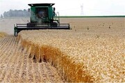 ضریب کشت کشاورزی در مازندران ۱.۳۵ درصد است
