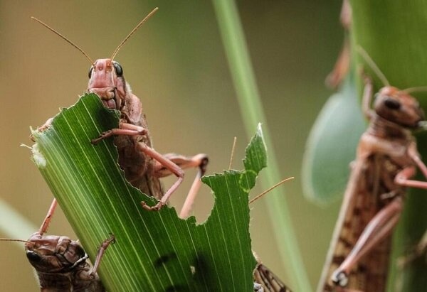 مبارزه با آفت ملخ مراکشی در ۲۶۴۶ هکتار از باغات رودبار مبارزه با آفت ملخ مراکشی در ۲۶۴۶ هکتار از باغات رودبار