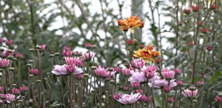 تولید گلهای زینتی در روستای کویری عباس اباد اران و بیدگل تولید گلهای زینتی در روستای کویری عباس اباد اران و بیدگل