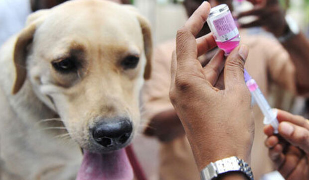 محیطزیست برنامه جامعی برای کنترل هاری ندارد محیطزیست برنامه جامعی برای کنترل هاری ندارد