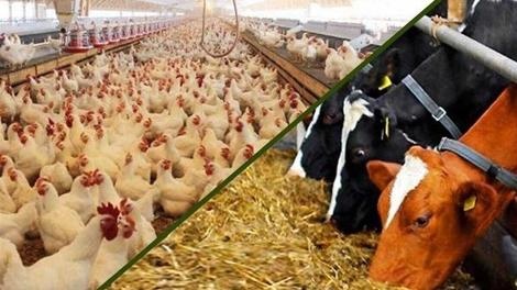 صادرات خوراک دام و طیور ممنوع شد
 صادرات خوراک دام و طیور ممنوع شد