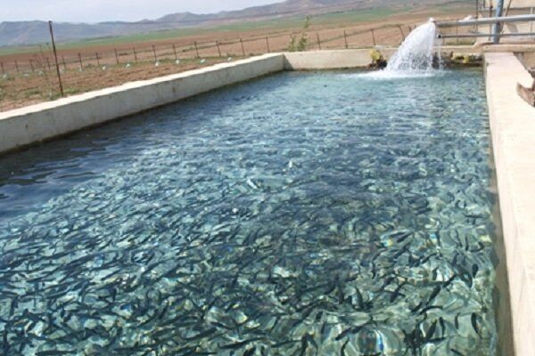 ۵۰ هزار قطعه بچه ماهی در منابع آبی بانه رهاسازی شد