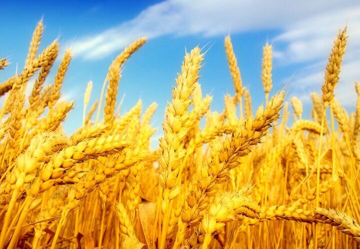 واریز مطالبات گندمکاران تا چند روز آینده