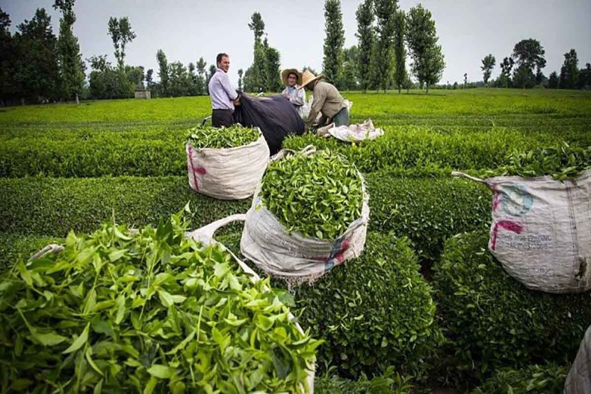 خرید ۳۳ هزار تنی برگ سبز چای طی امسال/ تولید ۶۷۰۰ تن چای خشک