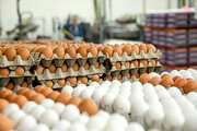 تولید ماهانه تخم مرغ به بیش از ۹۰ هزارتن رسید
