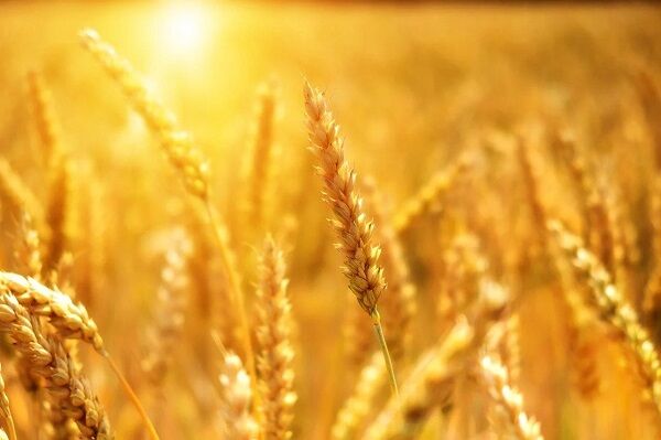 قیمت خرید تضمینی گندم تعیین تکلیف می شود