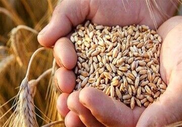 قیمت جهانی گندم ۷ دلار کاهش یافت