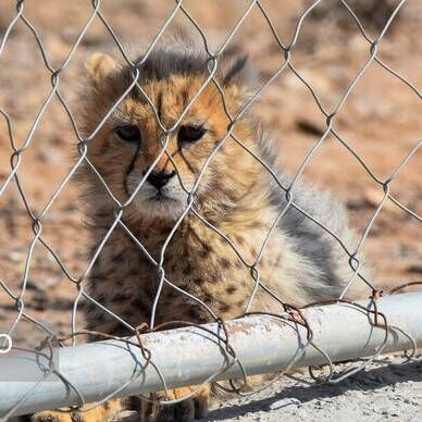 سایت تکثیر در اسارت "توران" بین المللی می شود  سایت تکثیر در اسارت "توران" بین المللی می شود