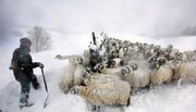 تلف شدن ۱۳۰۰ رأس از احشام عشایر در پی بارش برف و برودت هوا