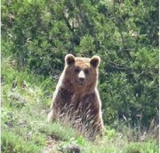 مشاهده خرس قهوه ای در شرق گیلان