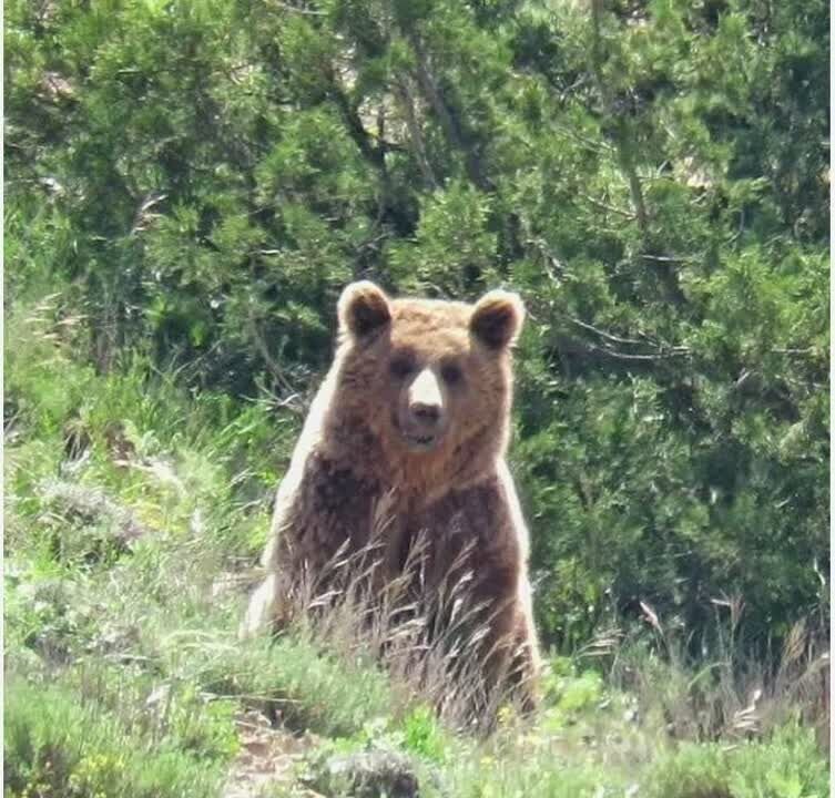 مشاهده خرس قهوه ای در شرق گیلان