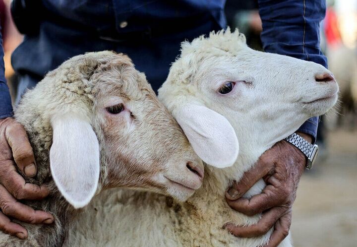 توقیف 2 دستگاه کامیون حامل 149 راس گوسفند قاچاق توسط ماموران پلیس توقیف 2 دستگاه کامیون حامل 149 راس گوسفند قاچاق توسط ماموران پلیس