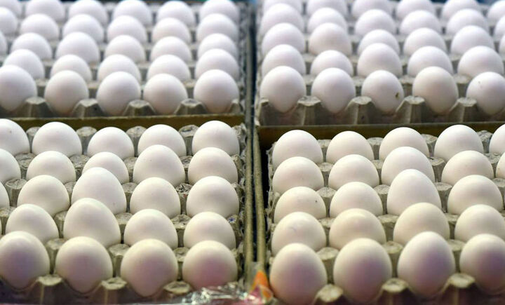 کاهش قیمت تخم مرغ به زیر نرخ مصوب/ قیمت هرشانه تخم مرغ چند؟