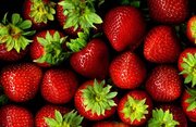 تولید توت فرنگی به ۱۲۰ هزارتن می‌رسد