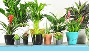 گیاهان قادرند سموم سرطانی را از هوا حذف کنند