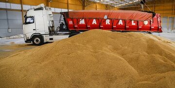 پیش‌بینی خرید ۸.۵ میلیون تن گندم از کشاورزان