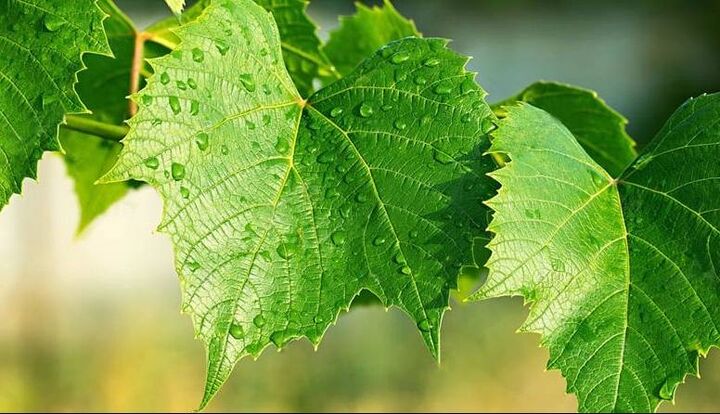 17 خاصیت بی نظیر برای برگ انگور
 17 خاصیت بی نظیر برای برگ انگور