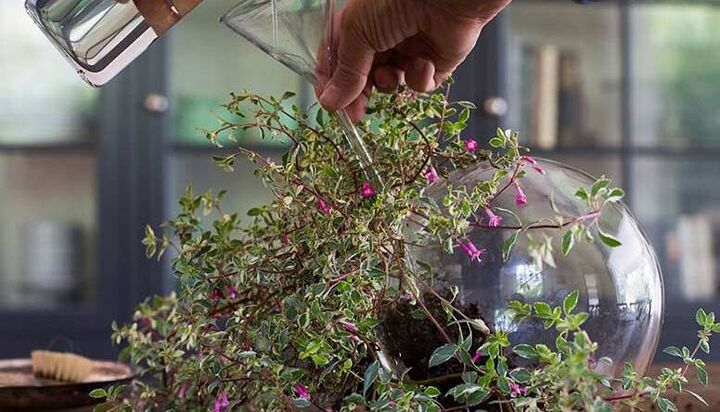 گیاهان می توانند لمس را احساس کنند گیاهان می توانند لمس را احساس کنند