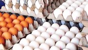 فروش تخم مرغ درب واحدهای تولیدی همچنان زیر قیمت مصوب