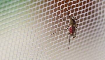 آغاز عملیات پیشگیری از خطرات پشه آئدس در بوشهر آغاز عملیات پیشگیری از خطرات پشه آئدس در بوشهر