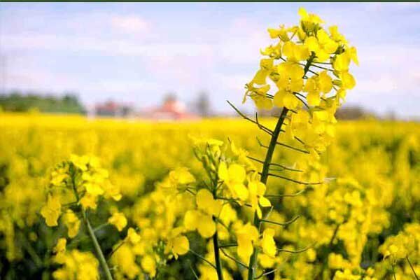 ۹۷۰ میلیارد تومان از مطالبات کلزاکاران پرداخت شد ۹۷۰ میلیارد تومان از مطالبات کلزاکاران پرداخت شد