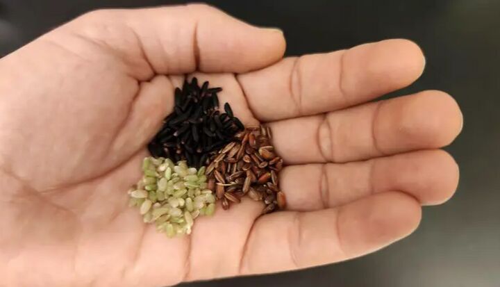 برنج های رنگی هم مهندسی ژنتیک می شوند برنج های رنگی هم مهندسی ژنتیک می شوند