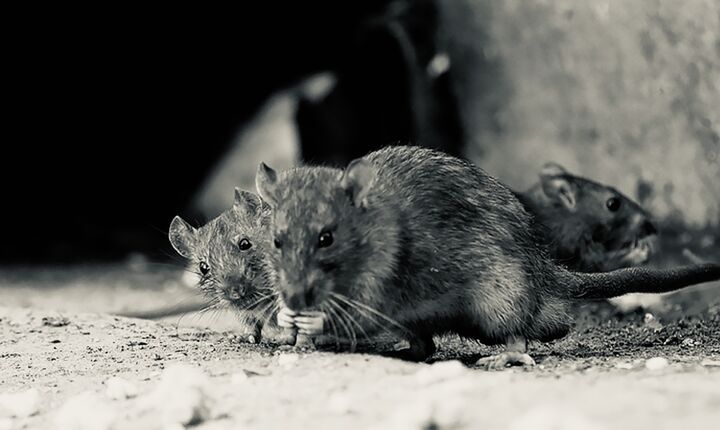 آغاز طرح ویژه مبارزه با موش در معابر اصلی و فرعی تهران آغاز طرح ویژه مبارزه با موش در معابر اصلی و فرعی تهران