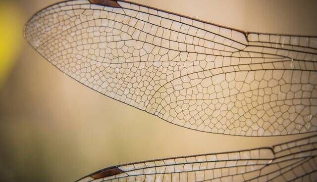 ساخت فناوریهای خودتمیزکننده با الهام از بال حشرات ساخت فناوریهای خودتمیزکننده با الهام از بال حشرات
