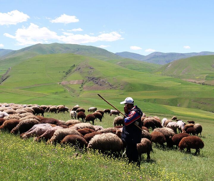 یک هزار راس دام غیرمجاز از منطقه البرز جنوبی اخراج شدند یک هزار راس دام غیرمجاز از منطقه البرز جنوبی اخراج شدند