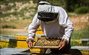زنبورداران هشدارهای وزش باد را جدی بگیرند