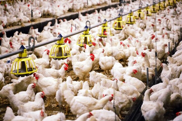 واحد تولیدی مرغ گوشتی ۴۰ هزار قطعه‌ای در مهاباد افتتاح شد