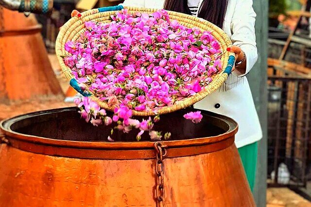 جشنواره گلابگیری در آرامگاه چلبی اوغلی سلطانیه برگزار میشود جشنواره گلابگیری در آرامگاه چلبی اوغلی سلطانیه برگزار میشود