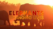 «زندگی در حال تغییر فیل‌ها» به شبکه مستند آمد