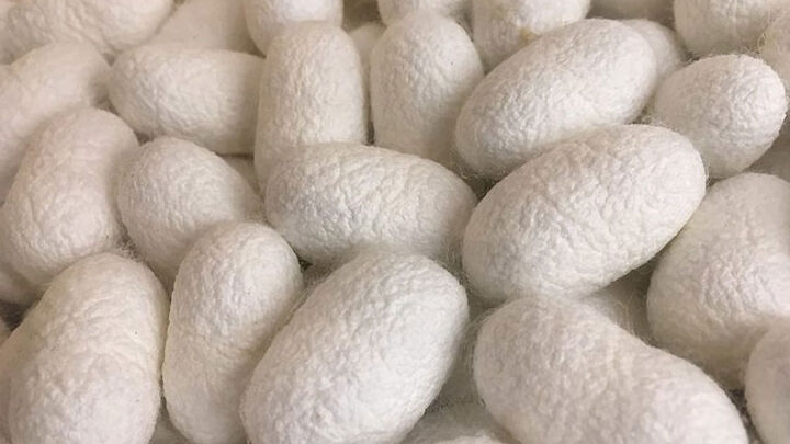 حقوق ورودی ابریشم خام ۵ درصد کاهش یافت حقوق ورودی ابریشم خام ۵ درصد کاهش یافت