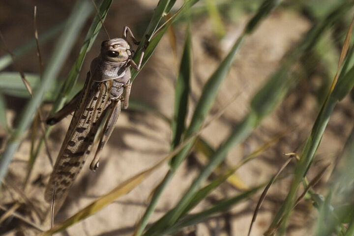 احتمال خطر حمله ملخ صحرایی به کشور افزایش یافت احتمال خطر حمله ملخ صحرایی به کشور افزایش یافت