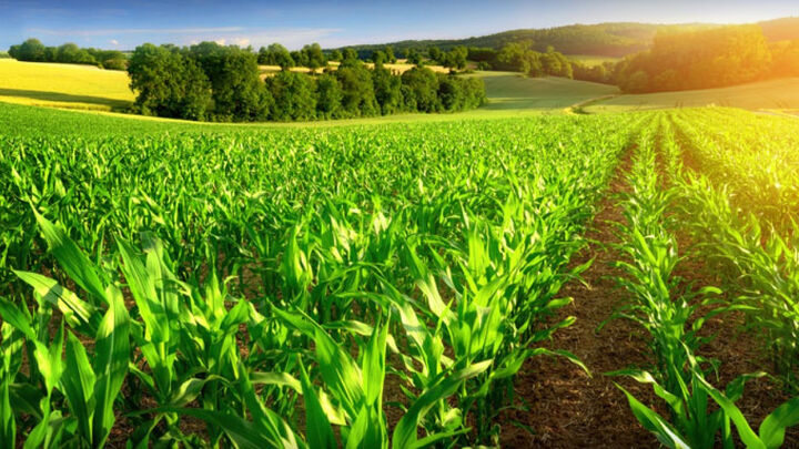 حمایت کمیسیون کشاورزی مجلس از امنیت غذایی و کشاورزان