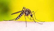 مهاجرت پشه‌ها و خطر بازگشت مالاریا به اروپا