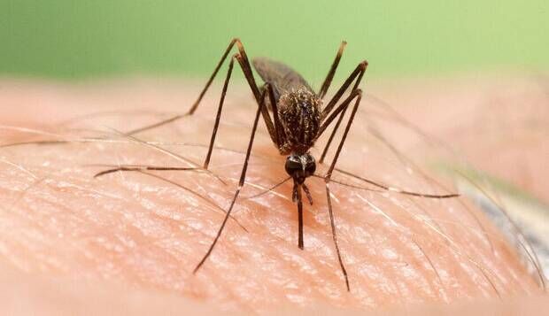 "تب دنگی"؛ علائم، هشدارها و راه نفوذ "تب دنگی"؛ علائم، هشدارها و راه نفوذ