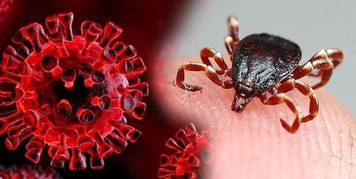 هشدار برای بوشهریها! / بیماری کریمه کنگو در کمین است هشدار برای بوشهریها! / بیماری کریمه کنگو در کمین است