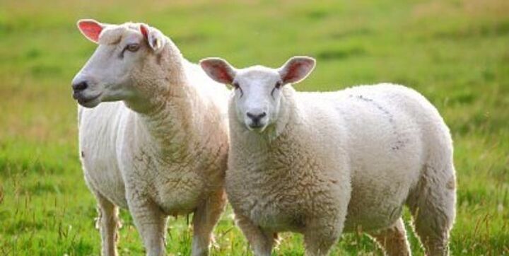 ۱۶ جایگاه عرضه بهداشتی دام عید قربان در استان تهران ۱۶ جایگاه عرضه بهداشتی دام عید قربان در استان تهران