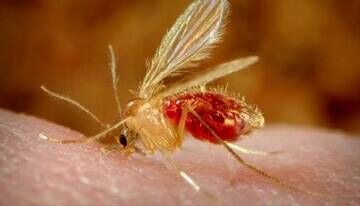 زنگ خطر شیوع بیماری سالک در این شهر به صدا درآمد زنگ خطر شیوع بیماری سالک در این شهر به صدا درآمد