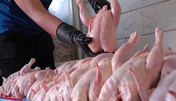 قیمت مرغ در بازار دوباره به ۸۰ تا ۱۰۰ هزار تومان رسید قیمت مرغ در بازار دوباره به ۸۰ تا ۱۰۰ هزار تومان رسید
