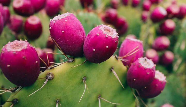 فواید شگفتانگیز «میوه کاکتوس» برای سلامتی فواید شگفتانگیز «میوه کاکتوس» برای سلامتی