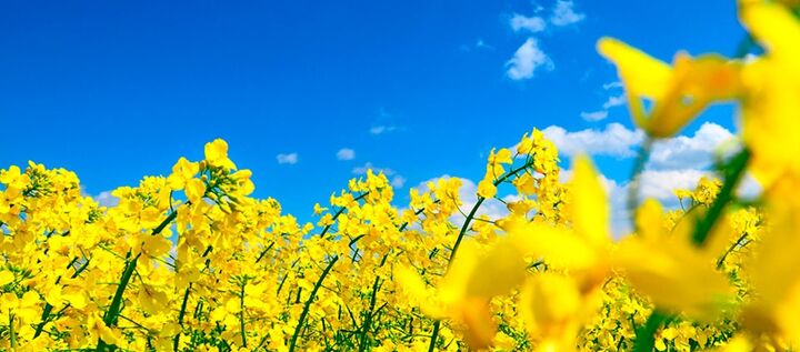 ۷۹ درصد مطالبات کلزاکاران پرداخت شد ۷۹ درصد مطالبات کلزاکاران پرداخت شد