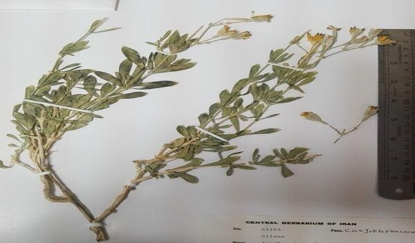 گونه جدید گیاهی ثبت جهانی شد  گونه جدید گیاهی ثبت جهانی شد