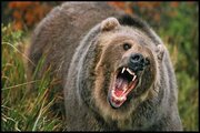 حمله خونین یک خرس به یک مرد در گیلان