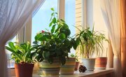 گیاهان آپارتمانی که به نور نیاز ندارند