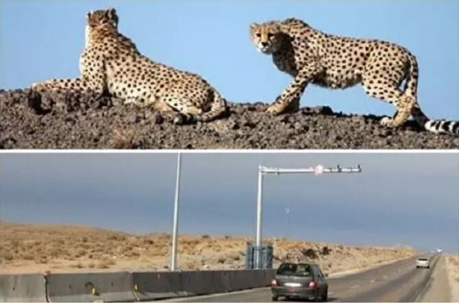 اتصال اینترنت به دوربین کنترل سرعت برای حفاظت از یوز آسیایی اتصال اینترنت به دوربین کنترل سرعت برای حفاظت از یوز آسیایی